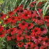 Kasvirág – Echinacea 'MOOODZ® Flirty'
