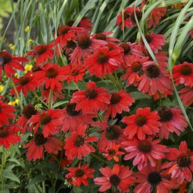 Kasvirág – Echinacea 'MOOODZ® Flirty'