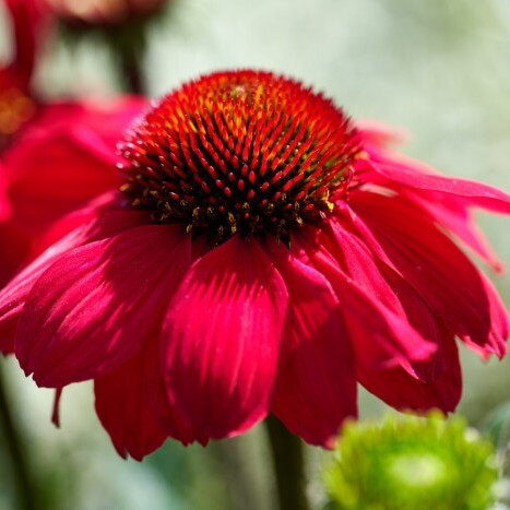 Kasvirág – Echinacea 'MOOODZ® Flirty'