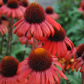 Kasvirág – Echinacea 