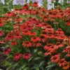 Kasvirág – Echinacea 