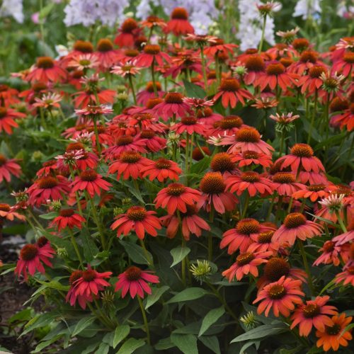 Kasvirág – Echinacea 
