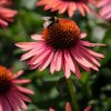 Kasvirág – Echinacea 