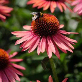 Kasvirág – Echinacea 