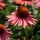 Kasvirág – Echinacea 