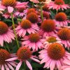 Kasvirág – Echinacea 