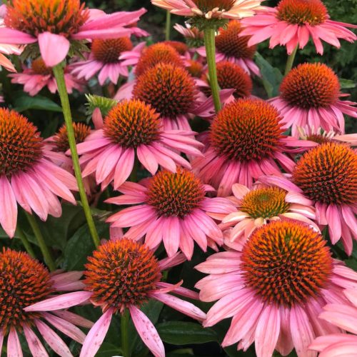 Kasvirág – Echinacea 