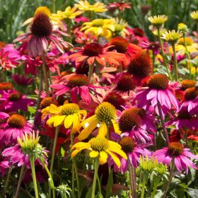 Kasvirág – Echinacea 'Prairie Blaze mix'
