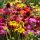 Kasvirág – Echinacea 'Prairie Blaze mix'