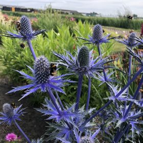Kék iringó – Eryngium 'Big Blue'