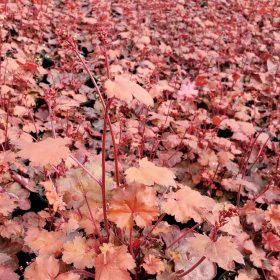 Tűzeső – Heuchera 'Fire Chief'