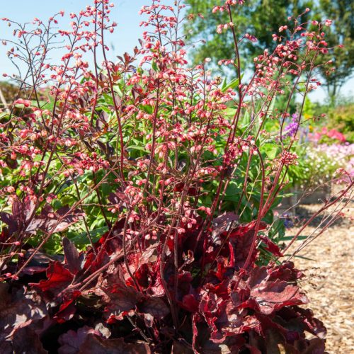 Tűzeső – Heuchera 'Fire Chief'