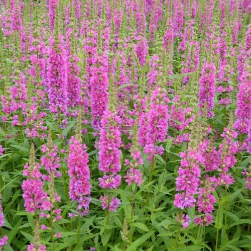 Réti füzény – Lythrum hybrida 'Luminara Hot Pink'