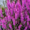 Réti füzény – Lythrum hybrida 'Luminara Lilac'