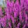 Réti füzény – Lythrum hybrida 'Luminara Lilac'