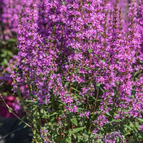 Réti füzény – Lythrum hybrida 'Luminara Lilac'