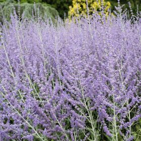   Sudárzsálya – Perovskia atriplicifolia 'Little Spire'
