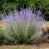 Sudárzsálya – Perovskia atriplicifolia 'Little Spire'