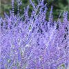 Sudárzsálya – Perovskia atriplicifolia 