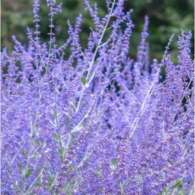 Sudárzsálya – Perovskia atriplicifolia 