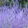 Sudárzsálya – Perovskia atriplicifolia 