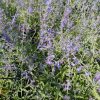 Sudárzsálya – Perovskia atriplicifolia 