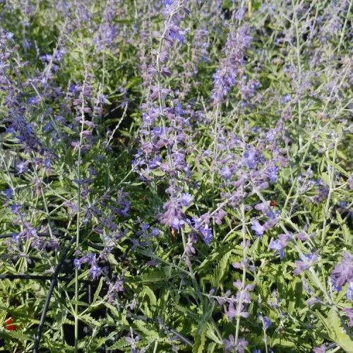 Sudárzsálya – Perovskia atriplicifolia 