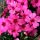 Árlevelű lángvirág – Phlox subulata 'GoldiPhlox Cherry'