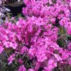 Árlevelű lángvirág – Phlox subulata 'GoldiPhlox Cherry'