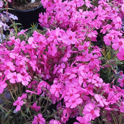 Árlevelű lángvirág – Phlox subulata 'GoldiPhlox Cherry'