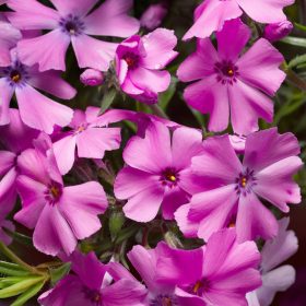   Árlevelű lángvirág – Phlox subulata 'GoldiPhlox Pink'