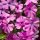 Árlevelű lángvirág – Phlox subulata 'GoldiPhlox Pink'