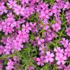 Árlevelű lángvirág – Phlox subulata 'GoldiPhlox Pink'