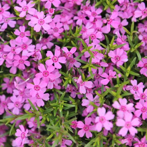 Árlevelű lángvirág – Phlox subulata 'GoldiPhlox Pink'