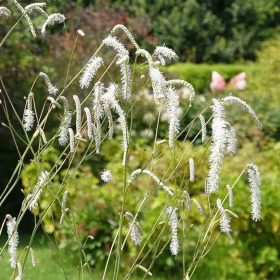 Őszi vérfű – Sanguisorba 'All Time High'