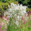 Őszi vérfű – Sanguisorba 'All Time High'