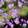 Borkóró – Thalictrum delavayi