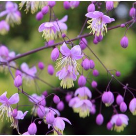 Borkóró – Thalictrum delavayi