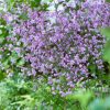 Borkóró – Thalictrum delavayi