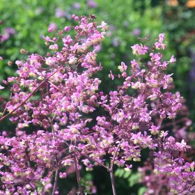 Borkóró – Thalictrum rochebrunianum