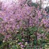 Borkóró – Thalictrum rochebrunianum
