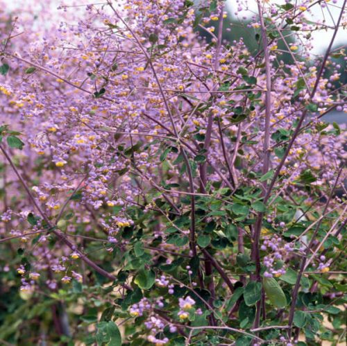 Borkóró – Thalictrum rochebrunianum