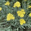 Cickafark – Achillea 'Moonshine'