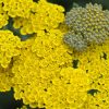 Cickafark – Achillea 'Moonshine'