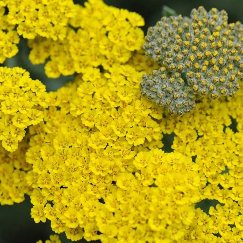 Cickafark – Achillea 'Moonshine'