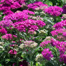 Közönséges cickafark - Achillea millefolium 