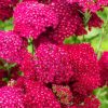 Közönséges cickafark - Achillea millefolium 