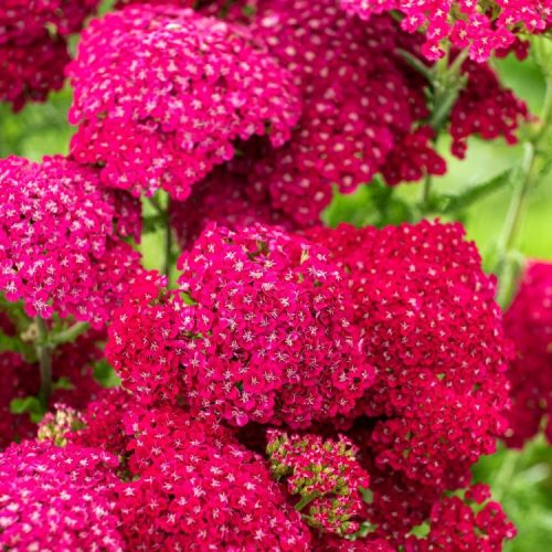 Közönséges cickafark - Achillea millefolium 