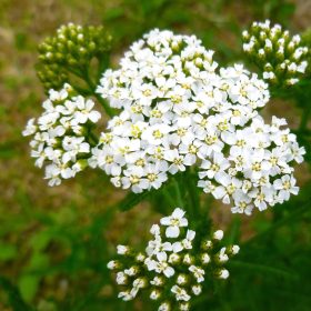   Közönséges cickafark - Achillea millefolium 'New Vintage White'