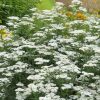 Közönséges cickafark - Achillea millefolium 'New Vintage White'